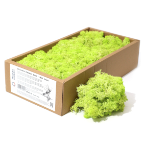 Kwaliteit Decor Rendiermos - Mintgroen - 500g Doos